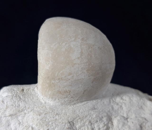 Conulus subrotundus (MANTELL 1822) - Bild © FossNet FossilienStore
